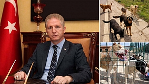 İstanbul Valiliği harekete geçti: 39 ilçeye 'sokak köpeklerini toplayın' talimatı verildi